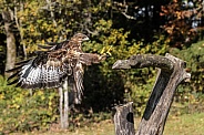 Saker Falcon