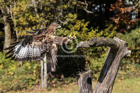 Saker Falcon