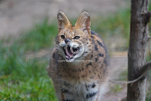 Serval