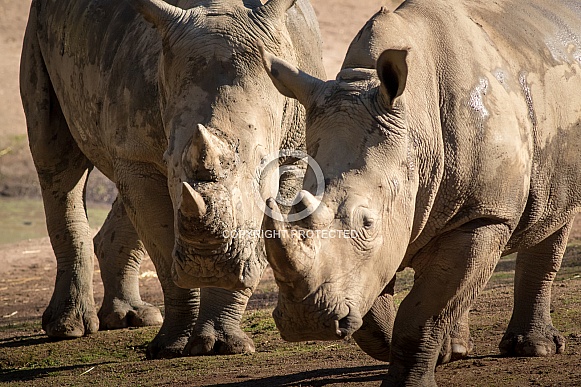 Rhinos Rhinos