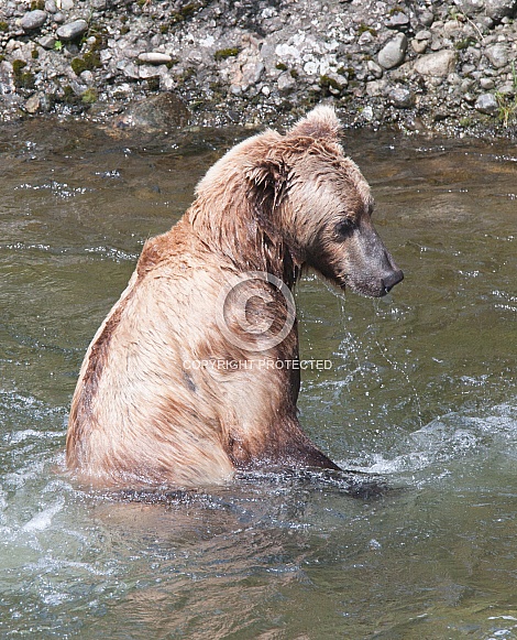 Wild Alaskan Brown Bear fishing Wild Alaskan Brown Bear fishing