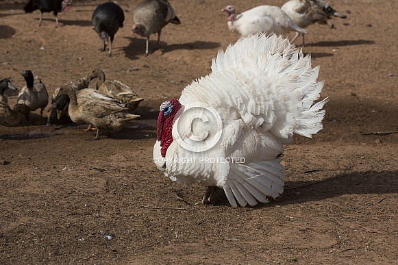 White Turkey White Turkey