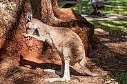 Young kangaroo grooming under a tree