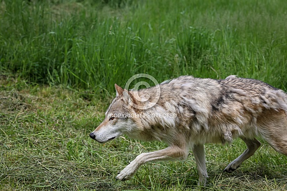 Tundra Grey Wolf Tundra Grey Wolf