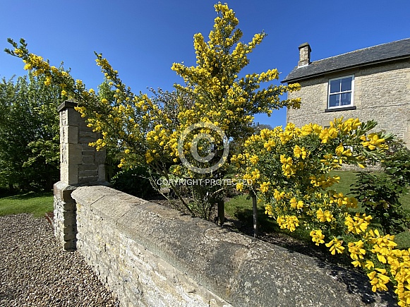 Broom in flower in a garden
