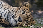 Sri Lankan Leopard (Panthera Pardus Kotiya)