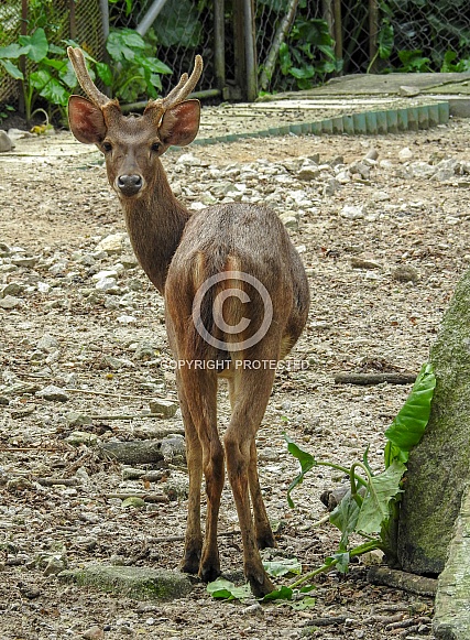 Javan Deer