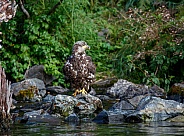 Young bald eagle fishing from a rock by the water