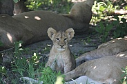 Single baby lion
