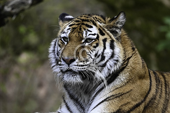 Siberian Tiger