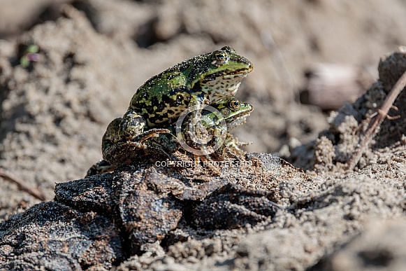 Green frog in the water Green frog in the water