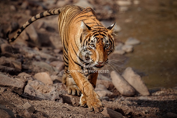 Beautiful tiger in the nature habitat. Tiger pose in amazing light. Wildlife scene with wild animal. Indian wildlife. Indian tiger. Panthera tigris tigris.