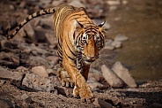 Beautiful tiger in the nature habitat. Tiger pose in amazing light. Wildlife scene with wild animal. Indian wildlife. Indian tiger. Panthera tigris tigris.