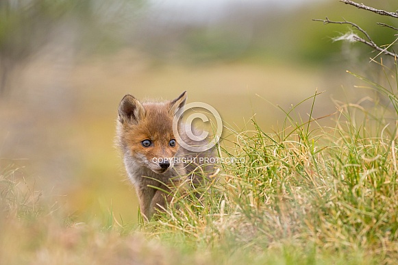 Red fox cubs Red fox cubs