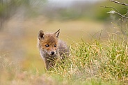 Red fox cubs