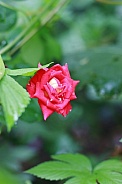 Red Rose