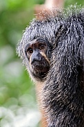white faced saki (Pithecia pithecia)