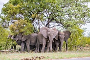 African Elephants (wild)