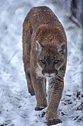 Cougar / Mountain Lion