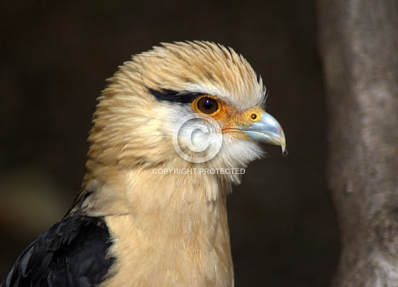 Yellow-Headed Caracara