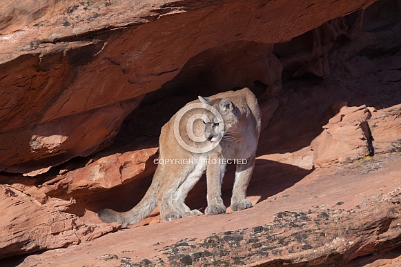 Mountain lion, cougar, puma concolor Mountain lion, cougar, puma concolor