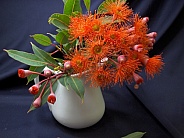red gum blossoms