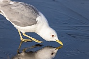 Common gull, mew gull, or sea mew