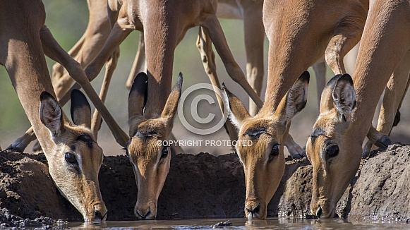 Impala Group (Females)