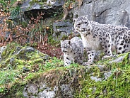 Snow Leopard Adult + Cub