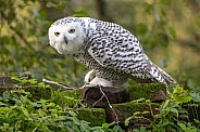 snowy owl (Bubo scandiacus)