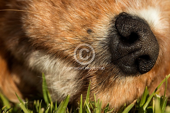 Cavalier king charles spaniels nose.