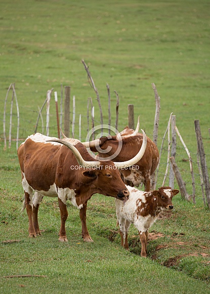 Bos taurus, Texas long horned cows