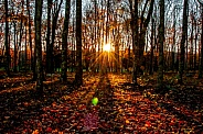 Woodland Sunrise / Sunset