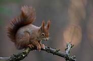 Red Squirrel in a forest