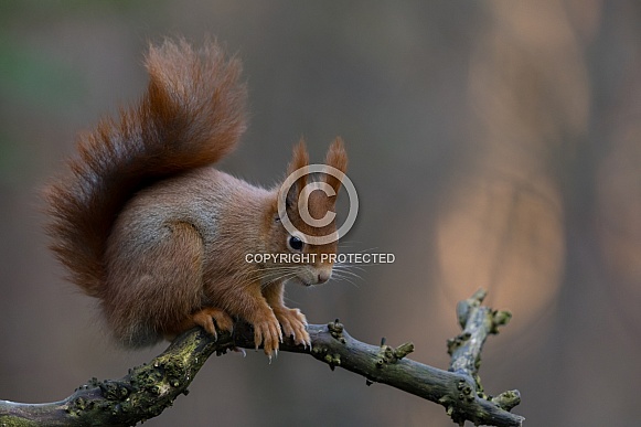 Red Squirrel in a forest Red Squirrel in a forest