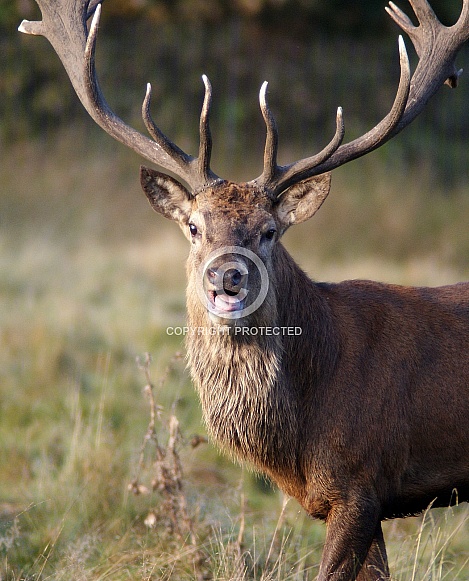 Red Deer Stag