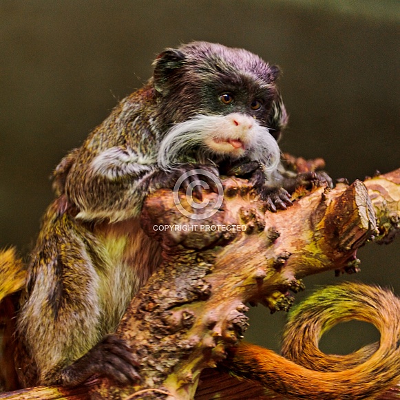 Emperor Tamarin