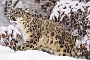 Snow leopard walking in the snow