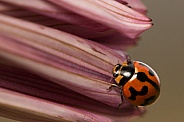 Transverse Ladybird on petals