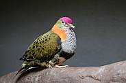 superb fruit dove (Ptilinopus superbus)