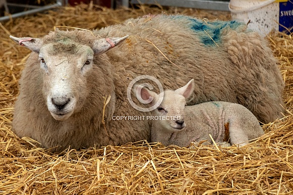 Ewe Lying Down With Lamb