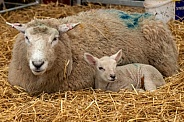 Ewe Lying Down With Lamb