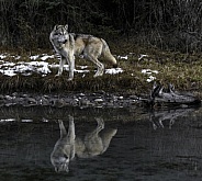 Grey Wolf-Wolf Reflections