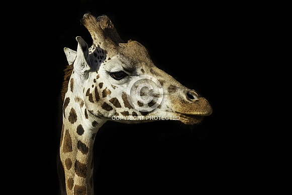 Rothschild Giraffe Close Up, Black background