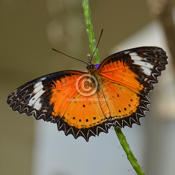 Butterfly - Leopard Lacewing