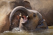 The Asian elephant (Elephas maximus)