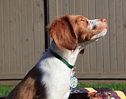 Brittany Spaniel pup 4