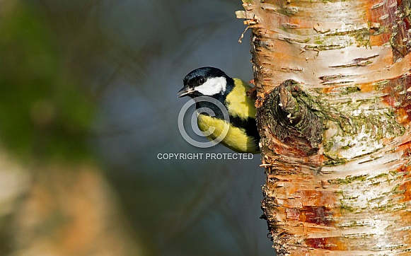Great tit Great tit