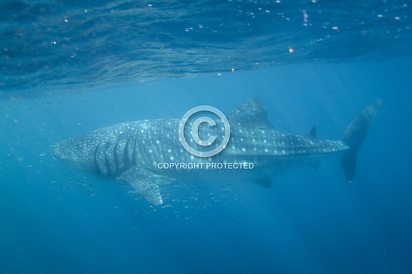Whale Shark Whale Shark
