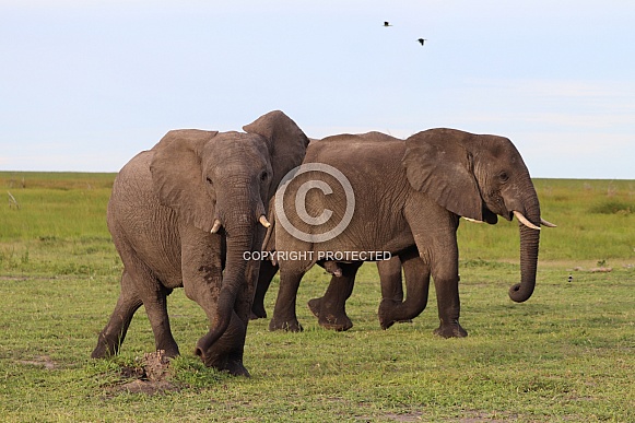 Elephants Elephants